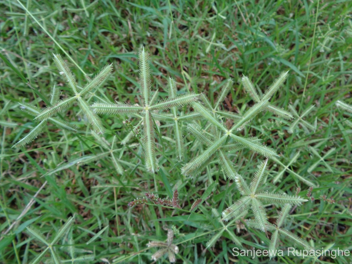 Dactyloctenium aegyptium (L.) Willd.